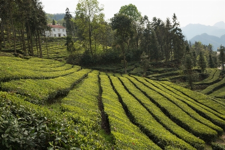 Foto Lanskap bidang bunga hijau