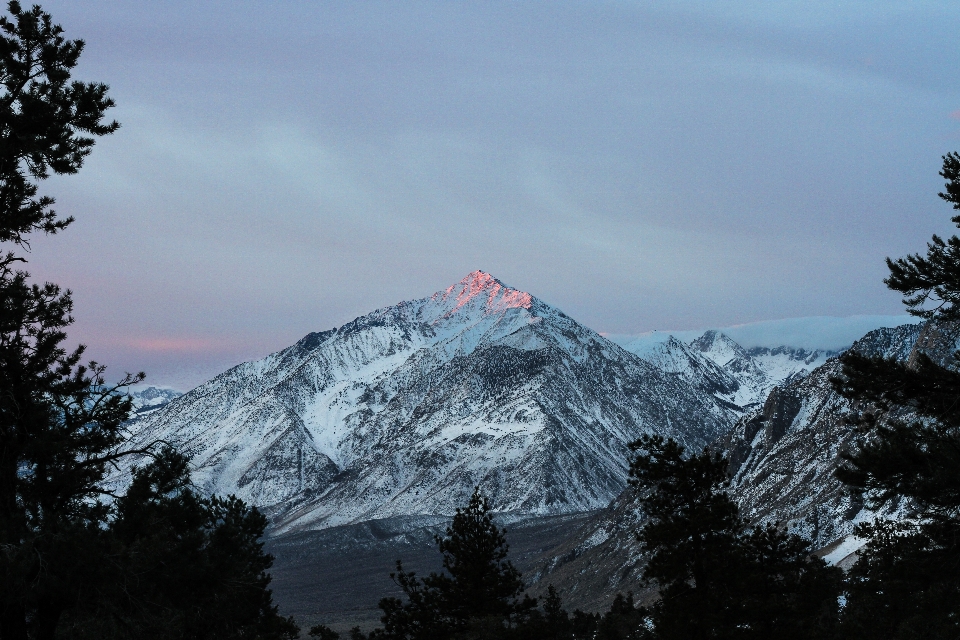 Pohon alam gurun
 gunung