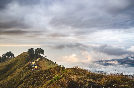 風景 木 自然 草 写真