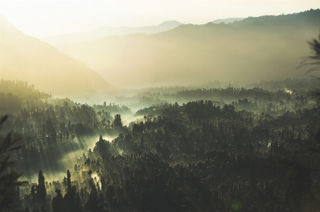 Landschaft baum natur wald Foto