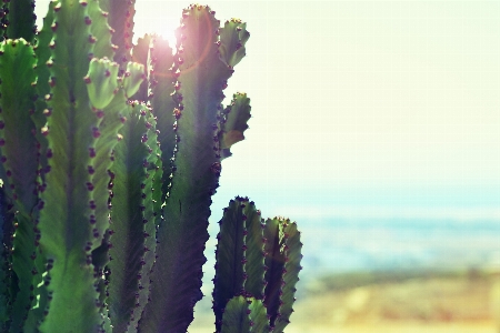 Nature cactus plant desert Photo