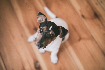 Welpe hund eckzahn
 haustier Foto