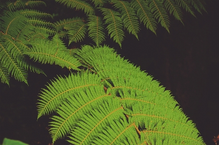 Foto Albero ramo pianta foglia