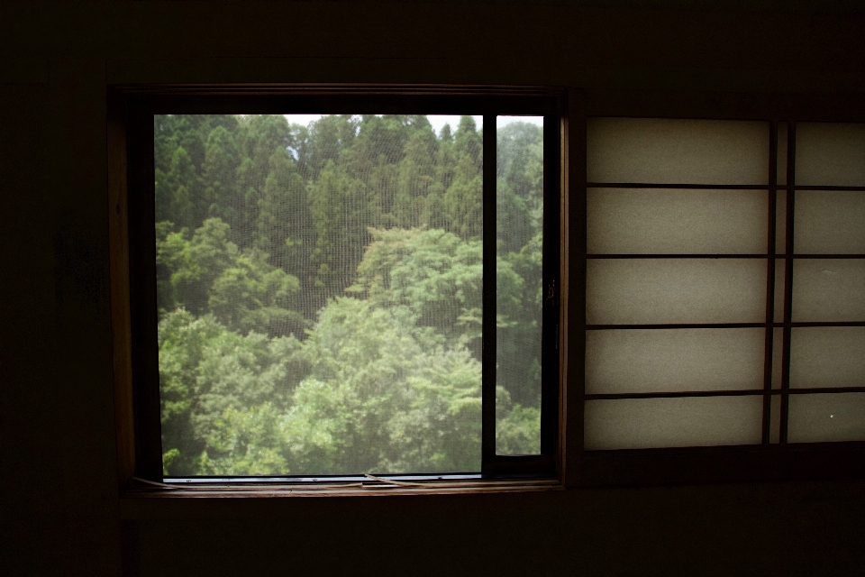 Baum licht fenster glas