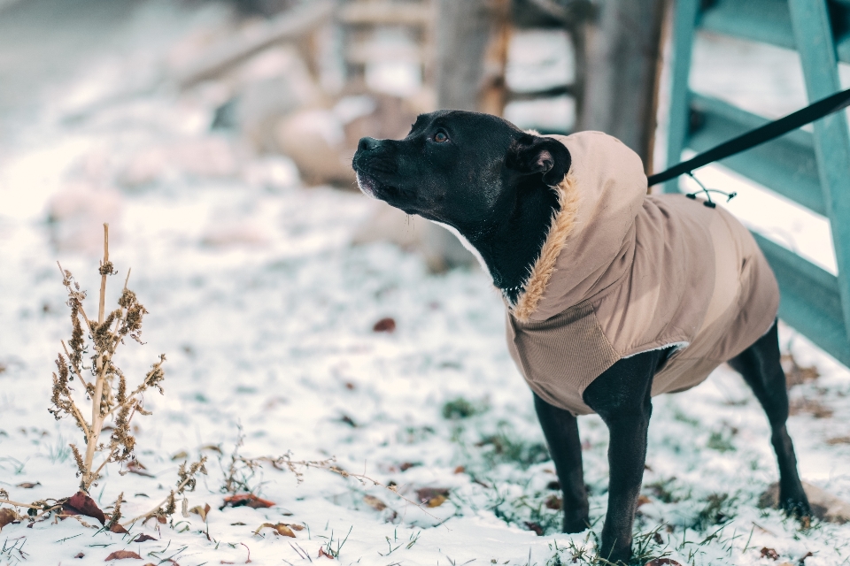 Snow cold winter puppy