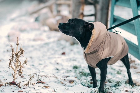 Snow cold winter puppy Photo