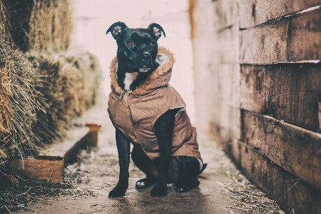 冬 干し草 ベール
 犬 写真