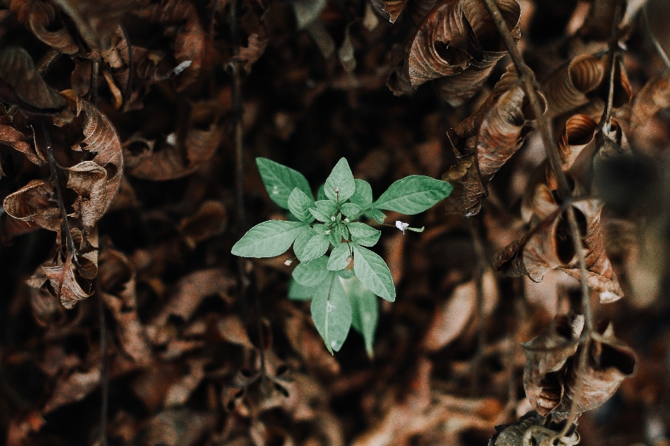 Naturaleza rama planta fotografía