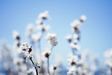 自然 ブランチ 花 植物 写真