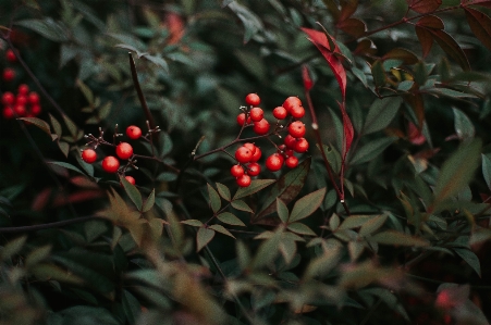 Tree branch plant fruit Photo