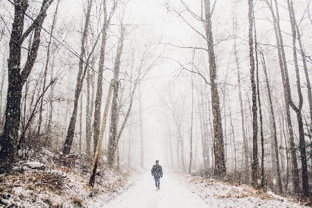 Tree forest snow winter Photo