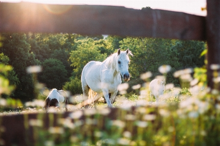 Photo Nature herbe cultiver prairie
