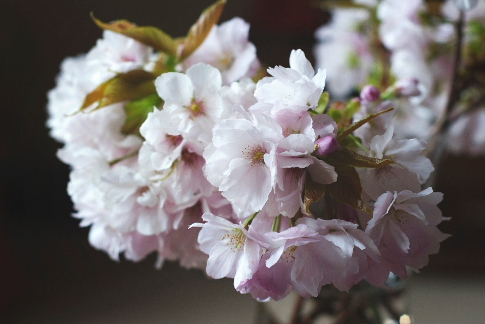 Ramo fiore pianta frutta