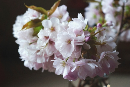 Branch blossom plant fruit Photo