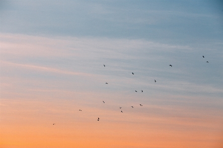 Sea horizon bird wing Photo