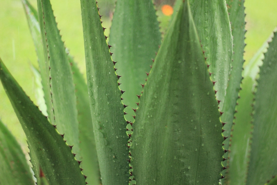 Paisaje naturaleza exterior cactus
