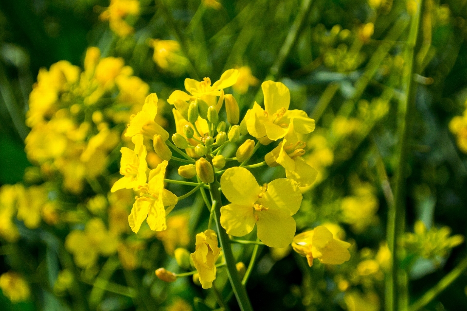 Landschaft natur blüte anlage