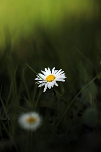 Nature grass plant white Photo