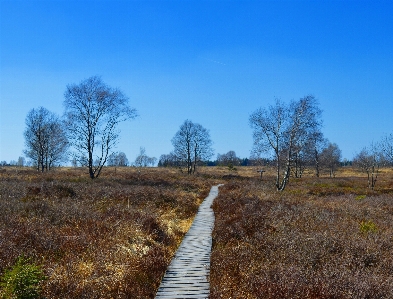 Landscape tree nature forest Photo