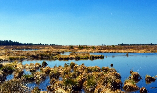 Landscape sea coast tree Photo