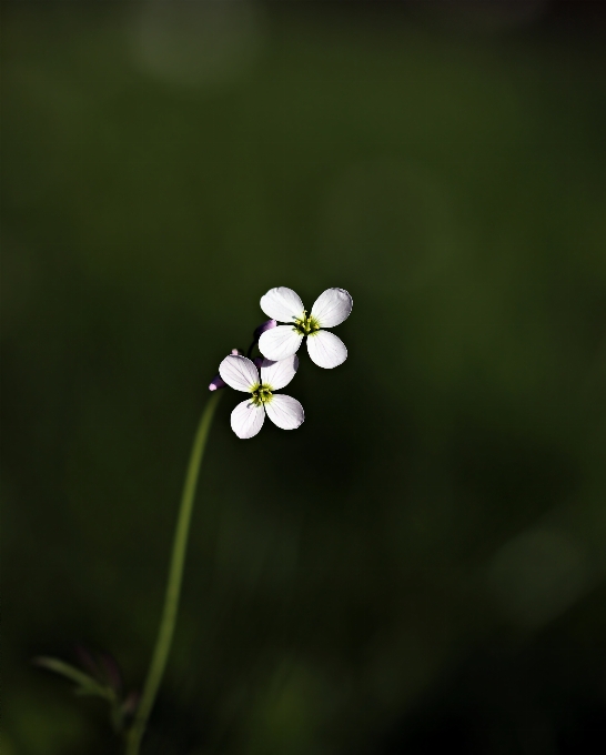 Natur blüte anlage weiss