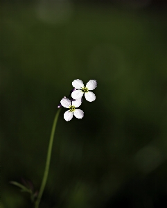 Nature blossom plant white Photo