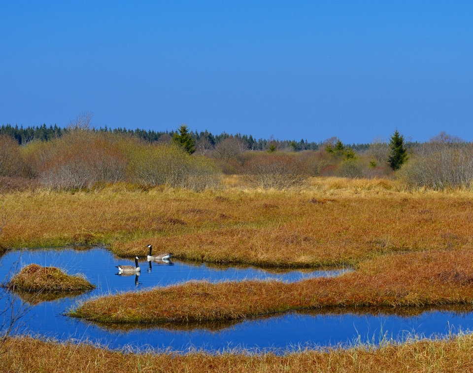 Landscape nature grass marsh