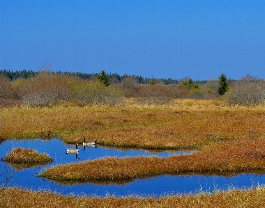 Landscape nature grass marsh Photo