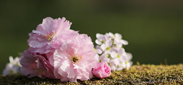 Nature grass branch blossom Photo