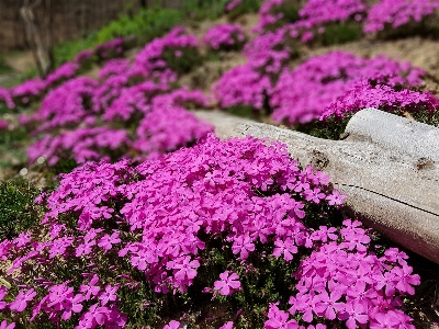 Plant lawn flower spring Photo