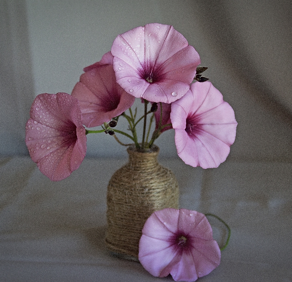 Blossom plant flower purple