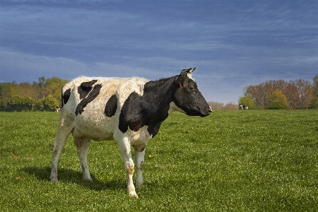 Nature grass field farm Photo