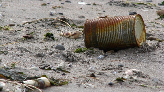 Wildlife fauna trash cleaning Photo