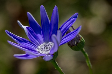 Photo Nature fleurir usine fleur