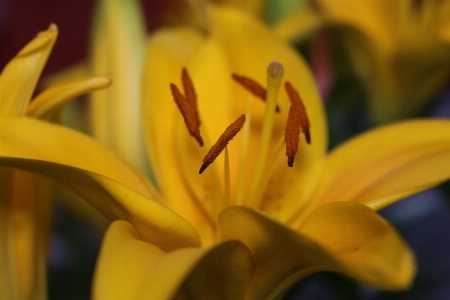 植物 写真撮影 花 花弁 写真