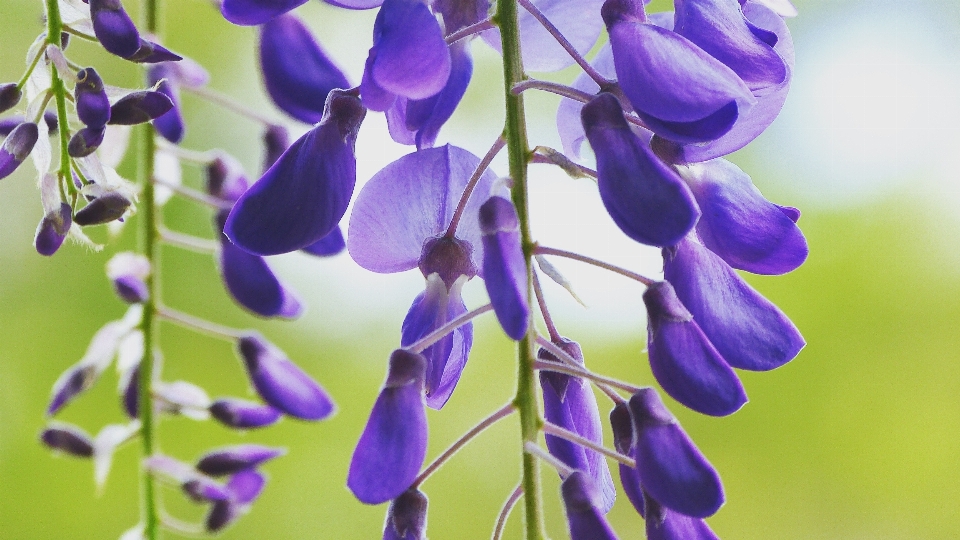 Natura all'aperto fiore pianta