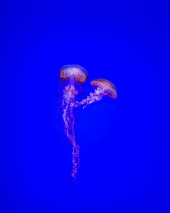 海 水 生物学 クラゲ 写真