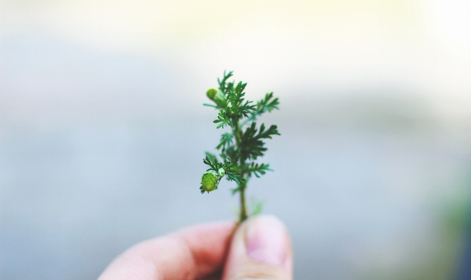 Main arbre nature herbe