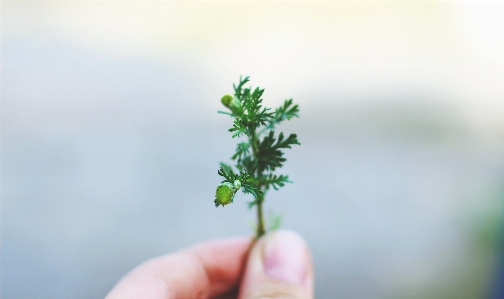 Hand tree nature grass Photo