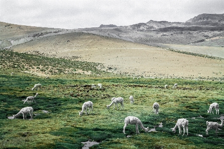 Landscape mountain field hill Photo