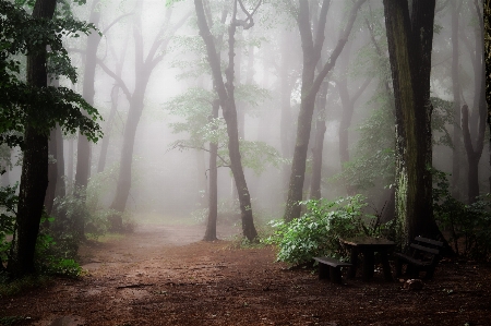 Tree nature forest fog Photo