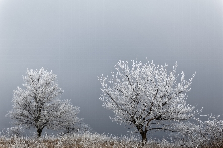 Foto árbol naturaleza rama nieve