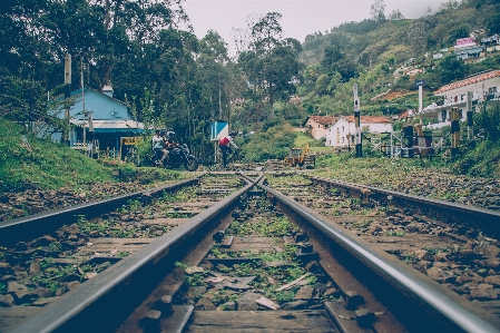 Tree track flower train Photo