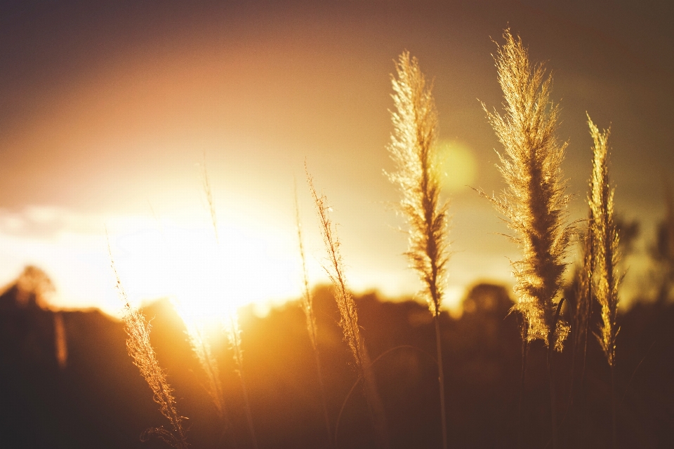 Arbre herbe horizon lumière