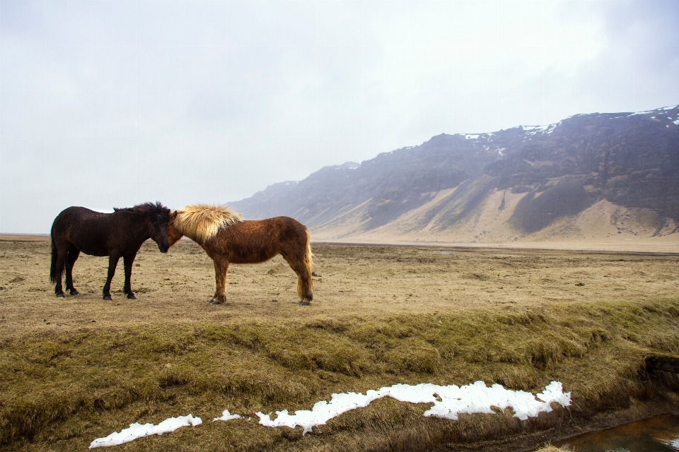 Paesaggio animali selvatici cavallo mammifero