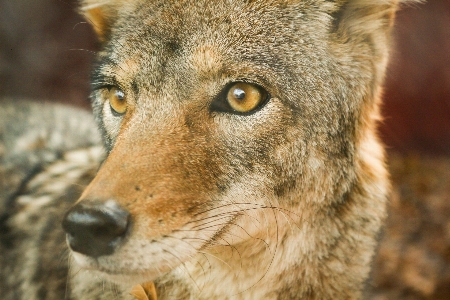 Foto Animale canino
 animali selvatici pelliccia