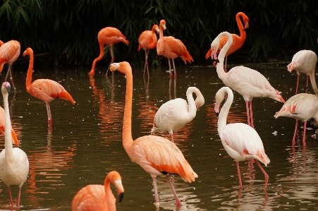 Bird pond wildlife beak Photo