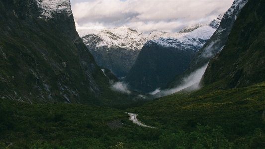 Tree nature forest mountain Photo