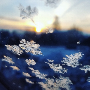 Tree nature branch snow Photo