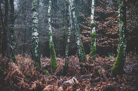 Foto árbol naturaleza bosque pantano